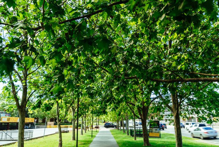 a tree lined street