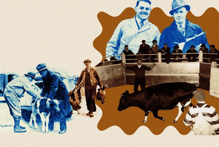 histical image of dandenong livestock market and cows