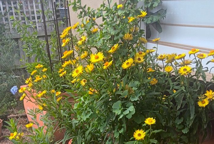Yellow daisies blooming in terracotta pots beside a wall.