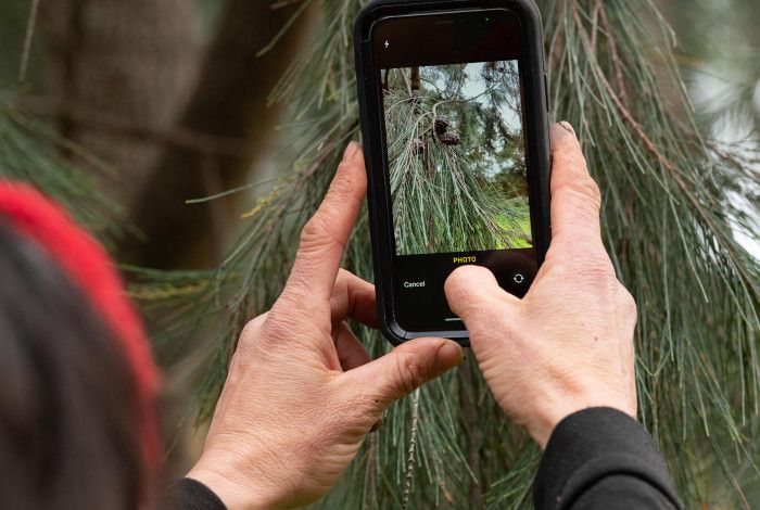 A person holding a mobile phone taking a photo of a tree