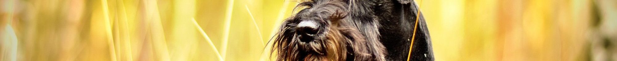 Dog looking over log