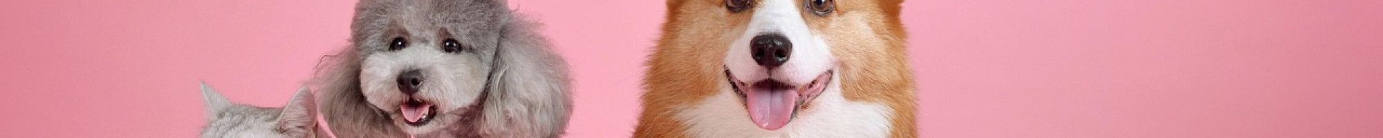 Two dogs and two cats sitting