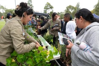 Discover Dandenong Creek Festival 2024