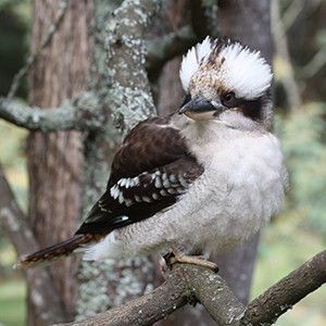 Kookaburra